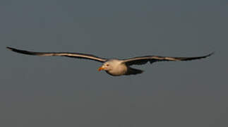 Yellow-legged Gull