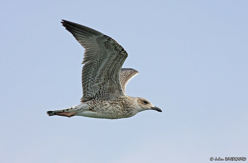 Yellow-legged Gulljuvenile, Flight