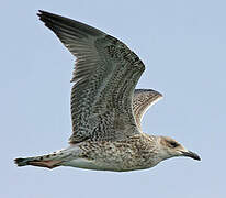 Yellow-legged Gull