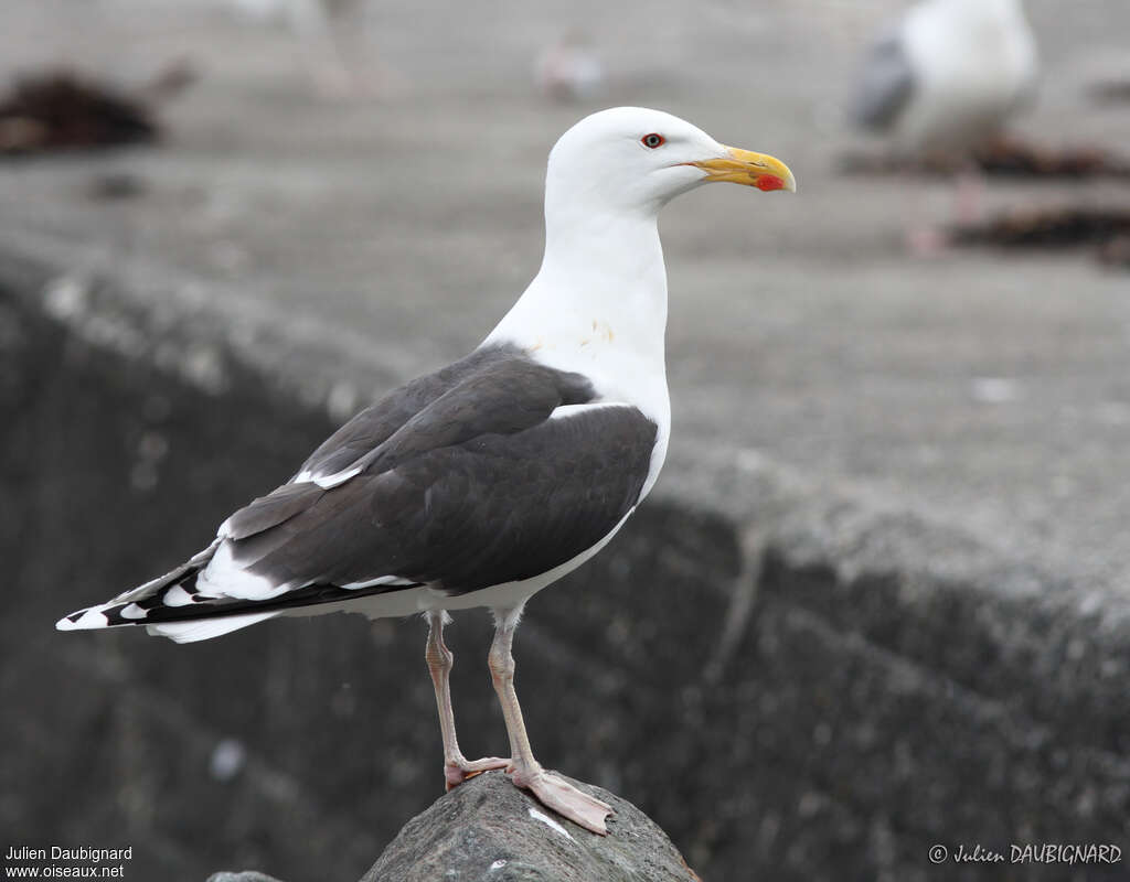 Goéland marinadulte, identification