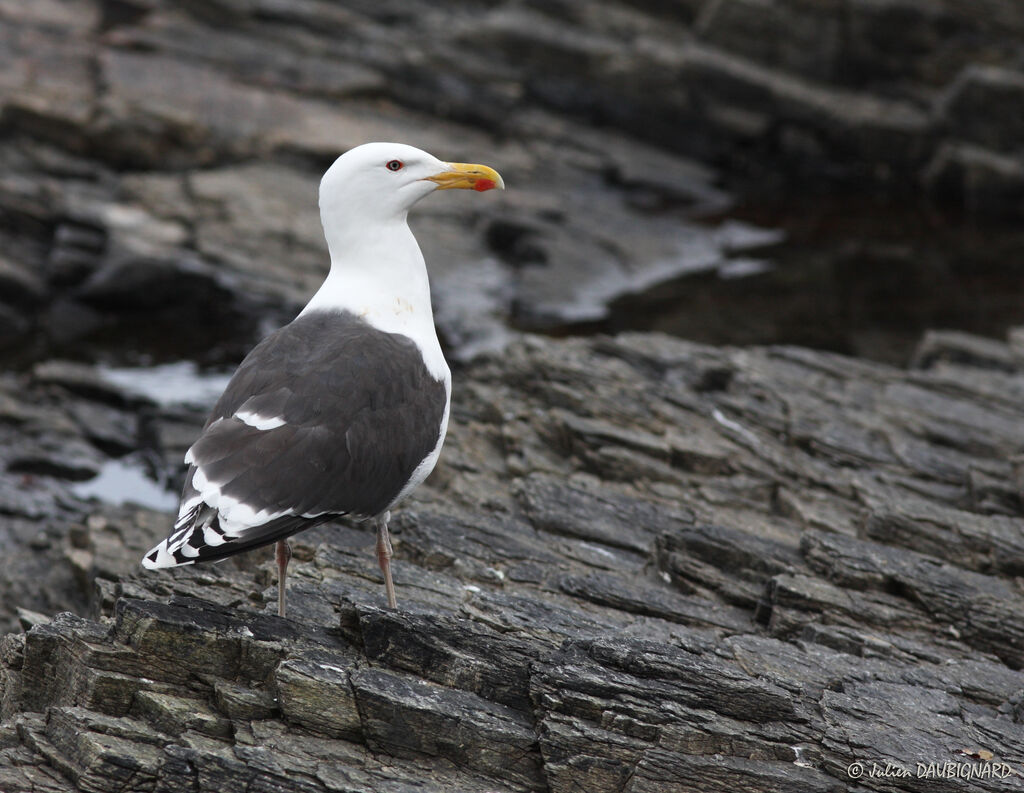 Goéland marinadulte, identification