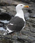 Great Black-backed Gull