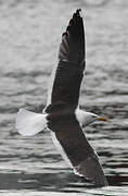 Great Black-backed Gull