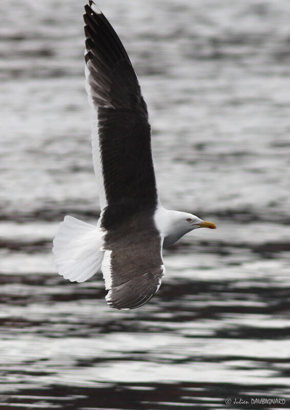 Great Black-backed Gulladult, Flight