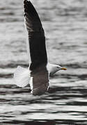 Great Black-backed Gull