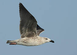 Great Black-backed Gull