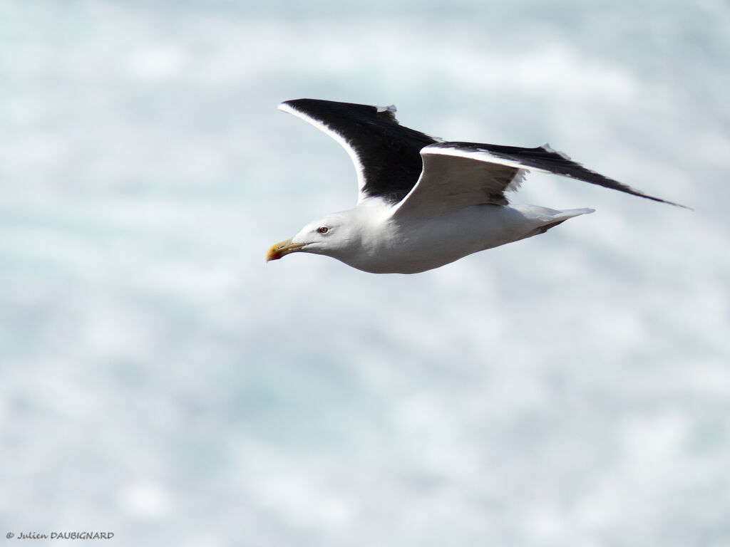 Great Black-backed Gulladult, Flight