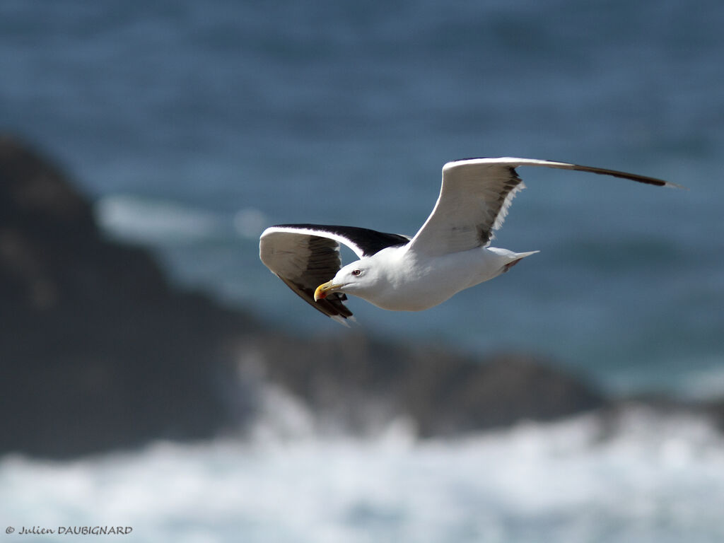 Great Black-backed Gulladult, Flight