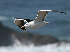 Great Black-backed Gull