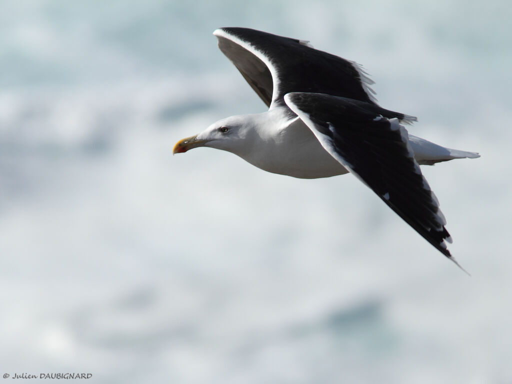 Great Black-backed Gulladult, Flight