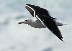 Great Black-backed Gull