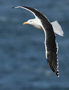 Great Black-backed Gull