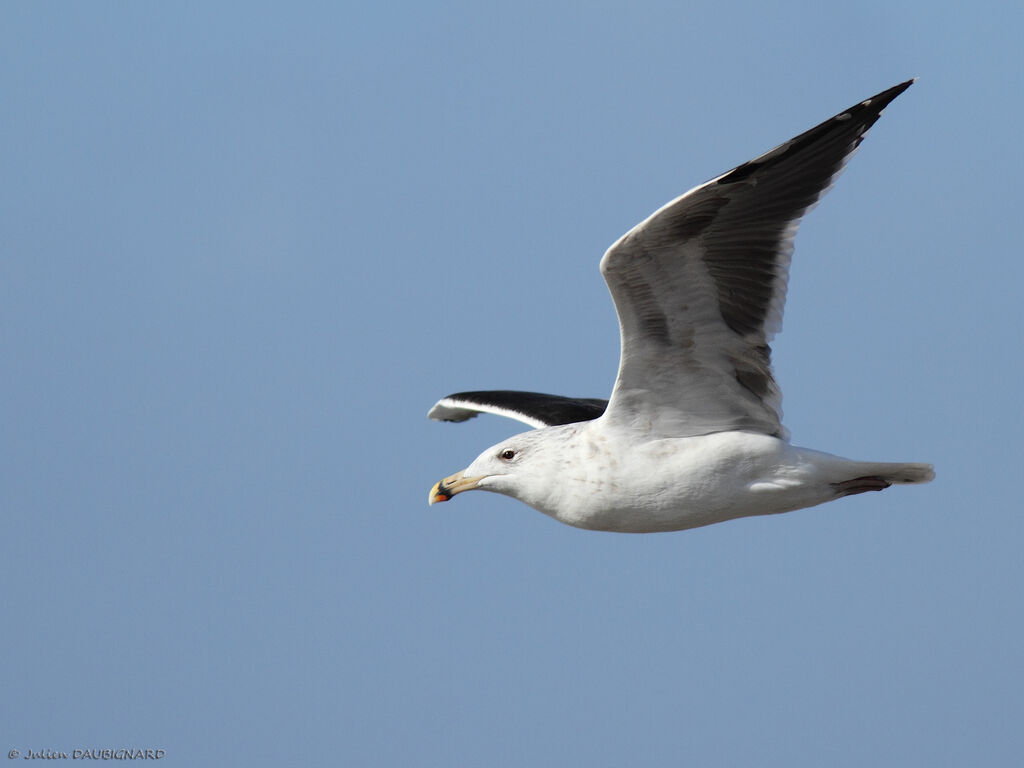 Great Black-backed GullThird  year, Flight