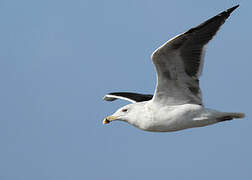 Great Black-backed Gull