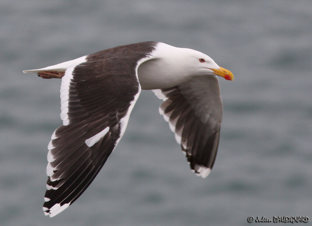 Great Black-backed Gulladult, Flight