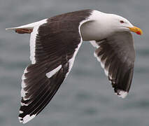 Great Black-backed Gull