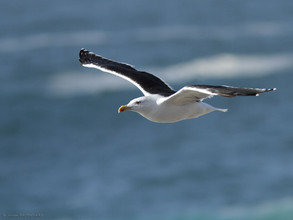 Great Black-backed Gulladult, Flight