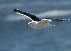 Great Black-backed Gull