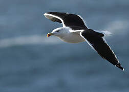 Great Black-backed Gull