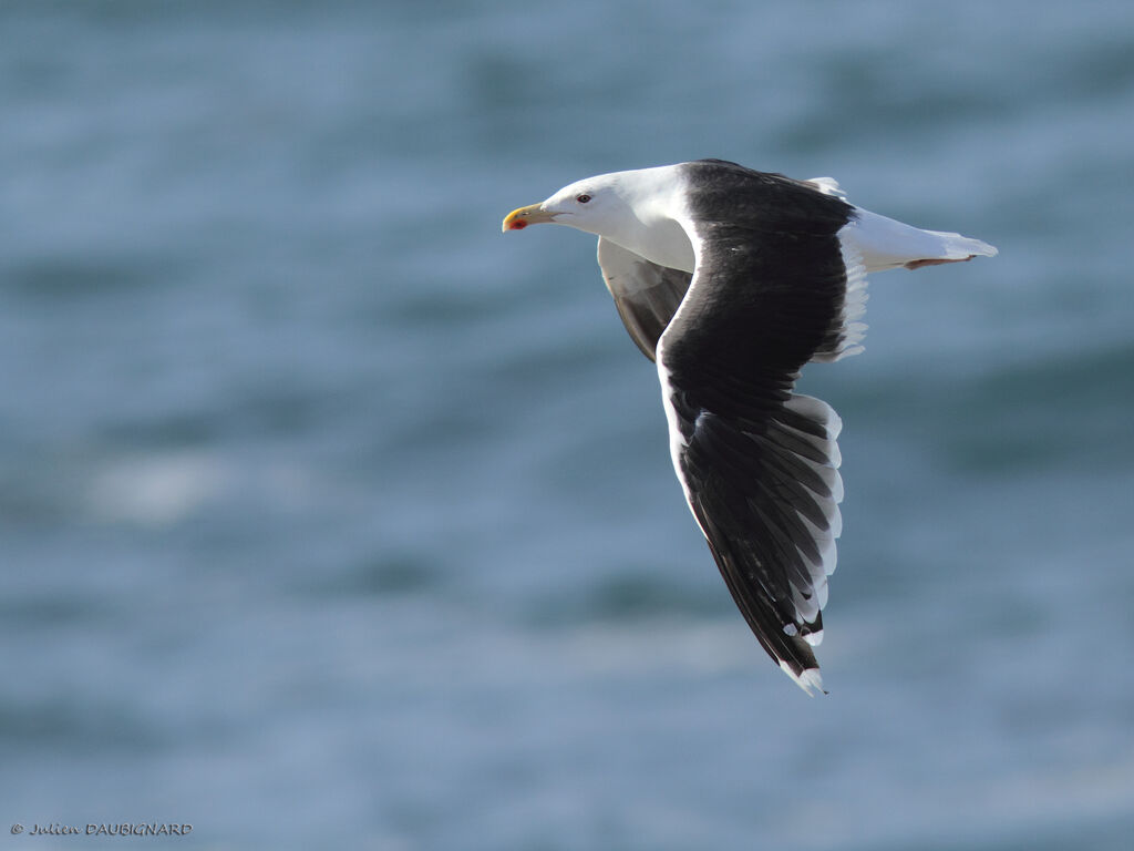 Great Black-backed Gulladult, Flight