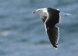 Great Black-backed Gull