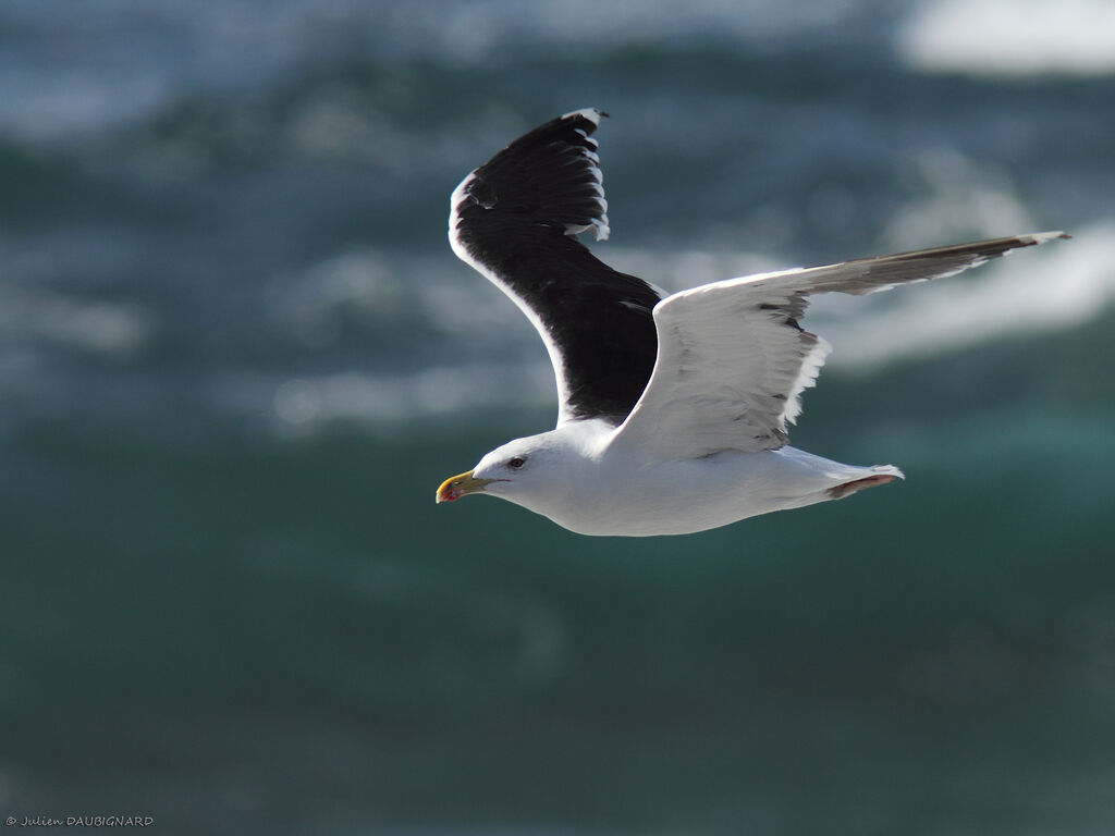 Great Black-backed Gulladult, Flight