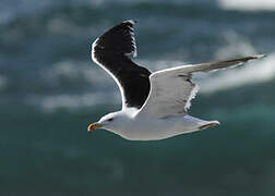 Great Black-backed Gull