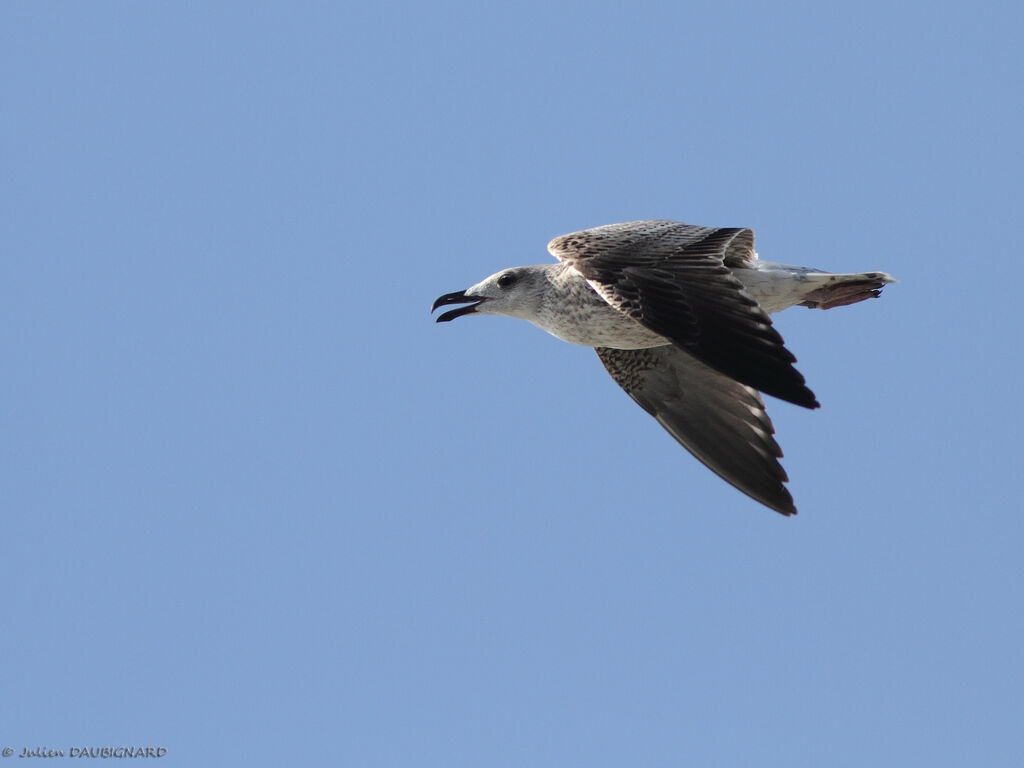 Great Black-backed GullFirst year, Flight