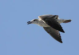 Great Black-backed Gull