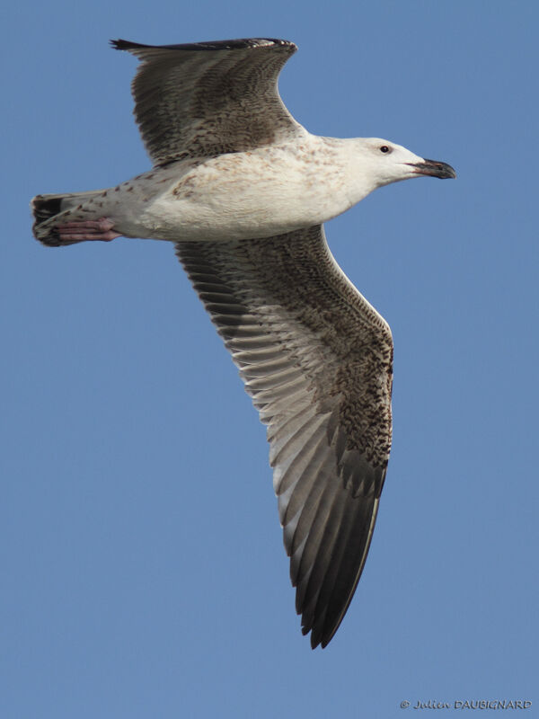 Great Black-backed GullFirst year, Flight