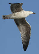 Great Black-backed Gull