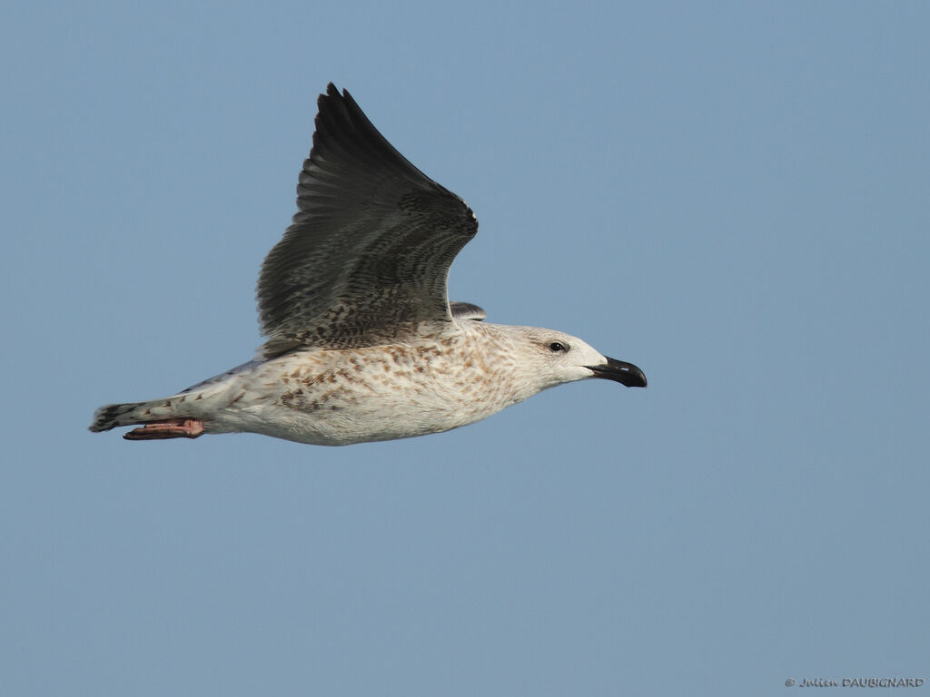 Great Black-backed GullFirst year, Flight