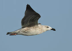 Great Black-backed Gull