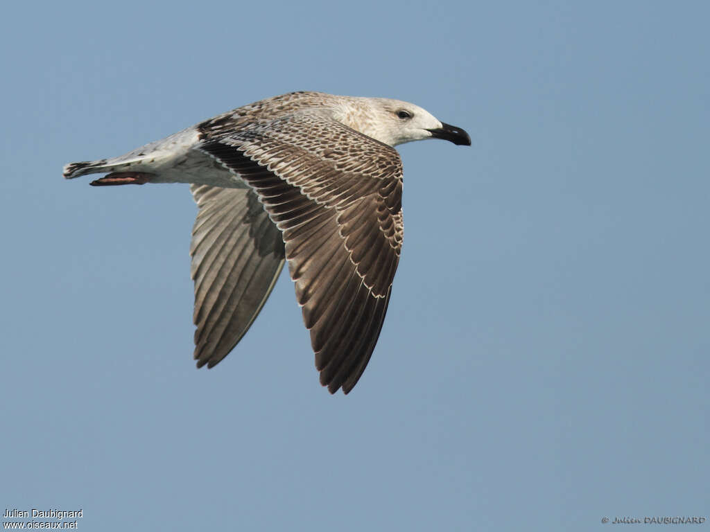 Great Black-backed GullFirst year, Flight