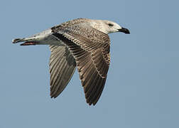 Great Black-backed Gull