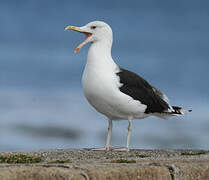 Great Black-backed Gull