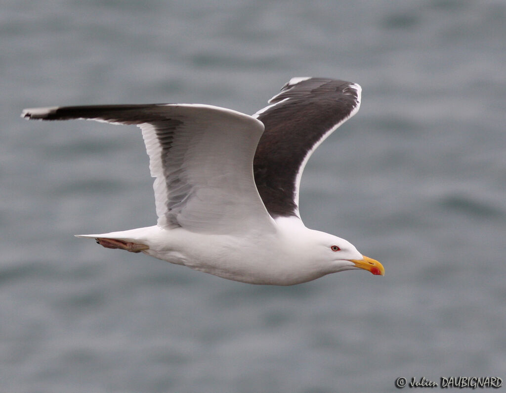 Great Black-backed Gulladult, Flight