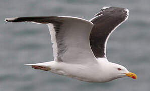 Great Black-backed Gull