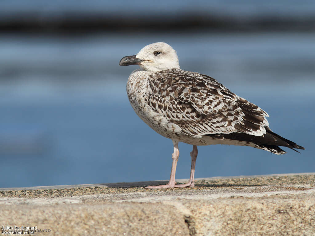 Great Black-backed GullFirst year, identification