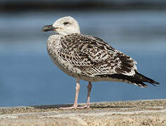 Great Black-backed Gull