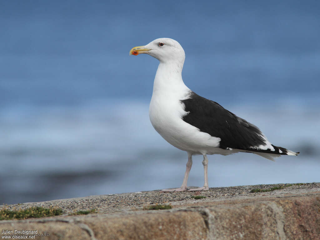 Goéland marinadulte nuptial, identification