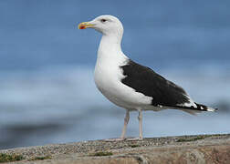 Great Black-backed Gull