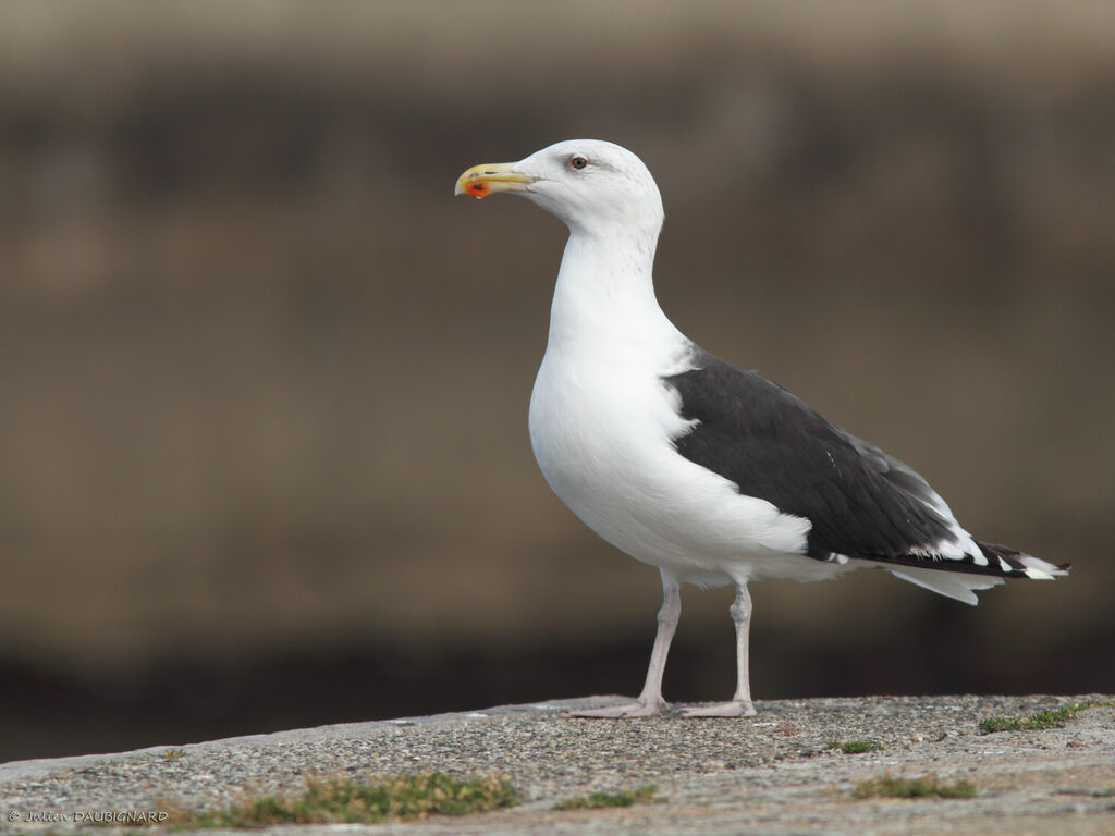 Great Black-backed Gulladult, identification