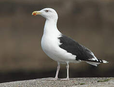 Great Black-backed Gull