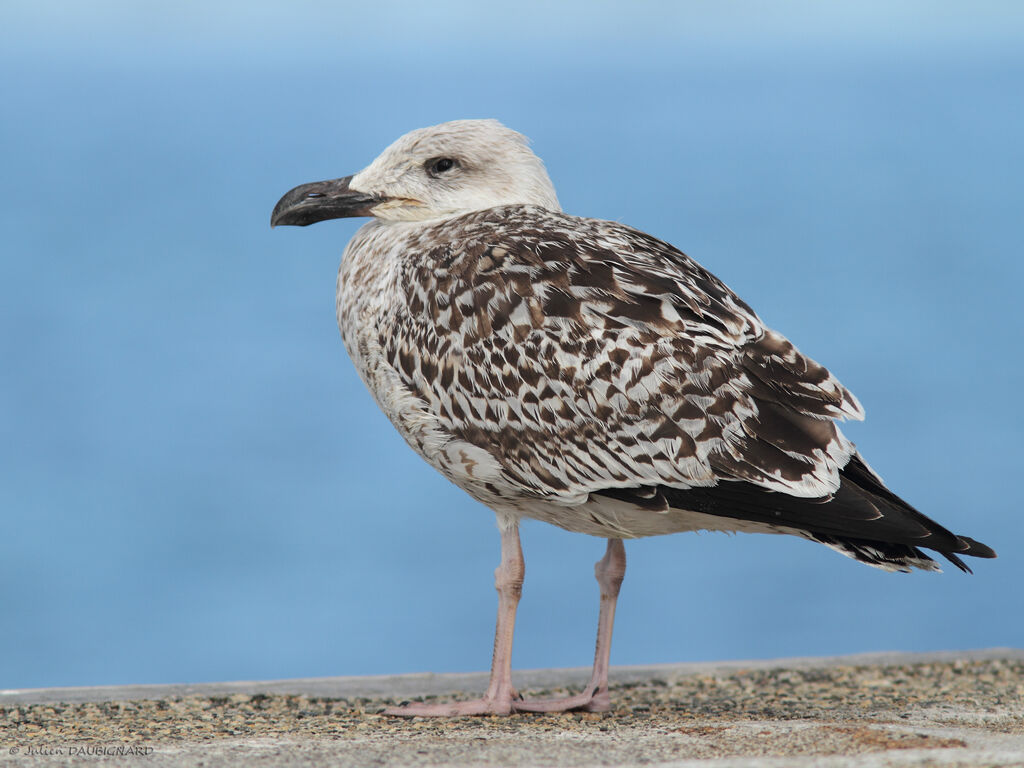 Great Black-backed GullFirst year, identification