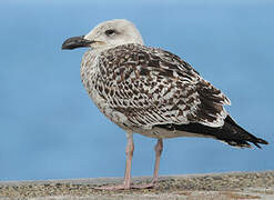 Great Black-backed Gull