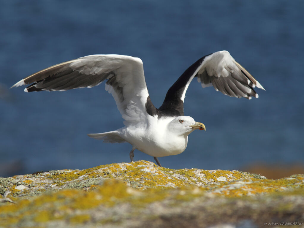 Goéland marinadulte, identification