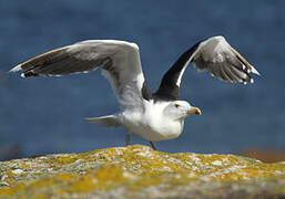 Great Black-backed Gull