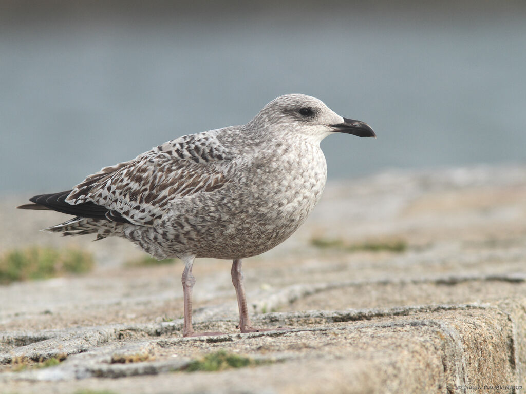 Great Black-backed GullFirst year, identification