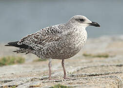 Great Black-backed Gull